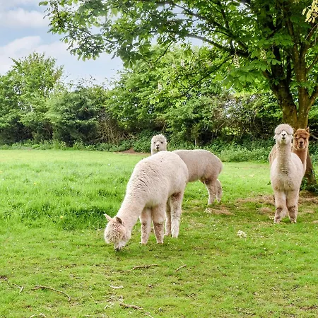 Tatil Evi Birch - Uk30006