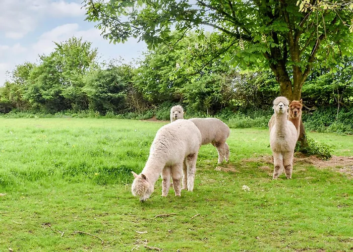 度假居 Birch - Uk30006